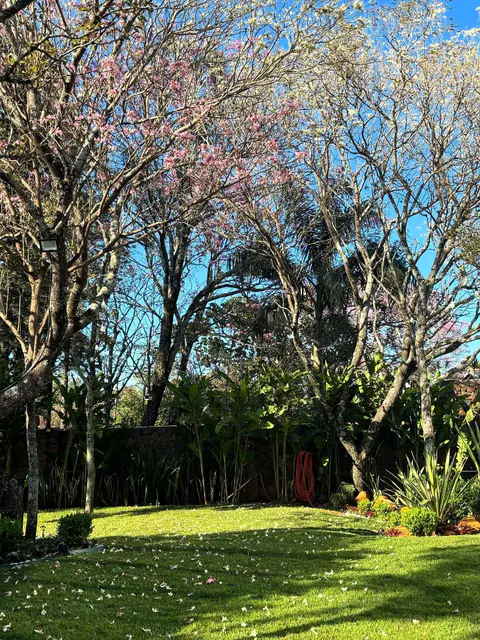 El jardín con árboles en flor