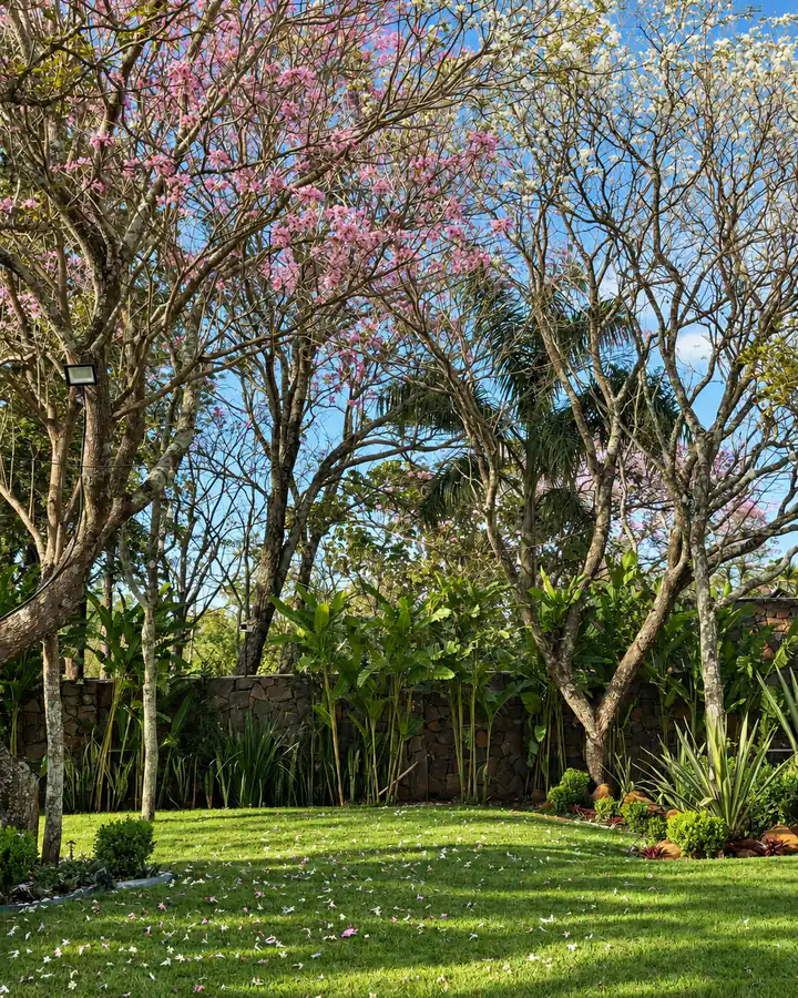 El jardín con lapachos en flor